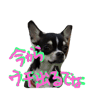 Mie-ben chiwawa no oreo-chan（個別スタンプ：11）