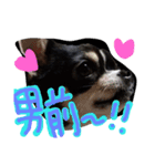 Mie-ben chiwawa no oreo-chan（個別スタンプ：12）
