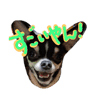 Mie-ben chiwawa no oreo-chan（個別スタンプ：15）