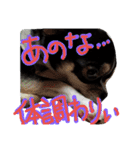 Mie-ben chiwawa no oreo-chan（個別スタンプ：20）