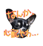 Mie-ben chiwawa no oreo-chan（個別スタンプ：21）