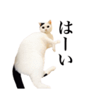 中村家のにゃんこ（個別スタンプ：3）