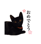 中村家のにゃんこ（個別スタンプ：7）
