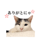 中村家のにゃんこ（個別スタンプ：8）