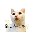 中村家のにゃんこ（個別スタンプ：9）