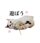中村家のにゃんこ（個別スタンプ：11）