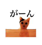 中村家のにゃんこ（個別スタンプ：12）