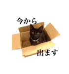 中村家のにゃんこ（個別スタンプ：14）
