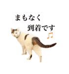 中村家のにゃんこ（個別スタンプ：15）