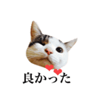 中村家のにゃんこ（個別スタンプ：18）