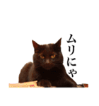 中村家のにゃんこ（個別スタンプ：22）