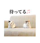 中村家のにゃんこ（個別スタンプ：23）