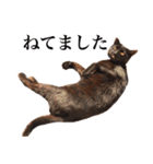 中村家のにゃんこ（個別スタンプ：32）