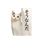 中村家のにゃんこ（個別スタンプ：39）
