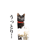中村家のにゃんこ（個別スタンプ：40）