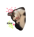 UME ねこ生活①（個別スタンプ：1）