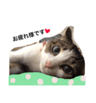 UME ねこ生活①（個別スタンプ：3）