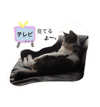 UME ねこ生活①（個別スタンプ：4）