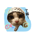 UME ねこ生活①（個別スタンプ：6）