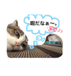 UME ねこ生活①（個別スタンプ：7）