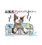 UME ねこ生活①（個別スタンプ：9）