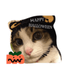 UME ねこ生活①（個別スタンプ：11）