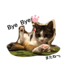UME ねこ生活①（個別スタンプ：16）