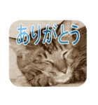 猫の世間話 (Vol.1)（個別スタンプ：1）