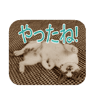猫の世間話 (Vol.1)（個別スタンプ：2）