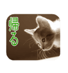 猫の世間話 (Vol.1)（個別スタンプ：3）