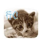 猫の世間話 (Vol.1)（個別スタンプ：4）