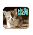 猫の世間話 (Vol.1)（個別スタンプ：5）