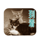 猫の世間話 (Vol.1)（個別スタンプ：6）
