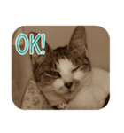 猫の世間話 (Vol.1)（個別スタンプ：7）