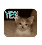 猫の世間話 (Vol.1)（個別スタンプ：9）