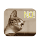 猫の世間話 (Vol.1)（個別スタンプ：10）