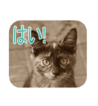 猫の世間話 (Vol.1)（個別スタンプ：11）