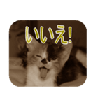 猫の世間話 (Vol.1)（個別スタンプ：12）