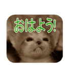 猫の世間話 (Vol.1)（個別スタンプ：13）