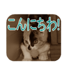 猫の世間話 (Vol.1)（個別スタンプ：14）
