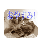 猫の世間話 (Vol.1)（個別スタンプ：15）