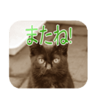 猫の世間話 (Vol.1)（個別スタンプ：16）