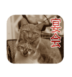 猫の世間話 (Vol.1)（個別スタンプ：17）