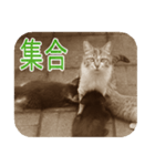 猫の世間話 (Vol.1)（個別スタンプ：18）