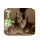 猫の世間話 (Vol.1)（個別スタンプ：19）