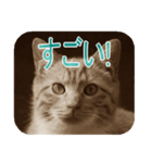 猫の世間話 (Vol.1)（個別スタンプ：20）