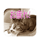 猫の世間話 (Vol.1)（個別スタンプ：21）