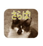 猫の世間話 (Vol.1)（個別スタンプ：22）