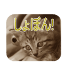 猫の世間話 (Vol.1)（個別スタンプ：23）