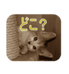 猫の世間話 (Vol.1)（個別スタンプ：24）